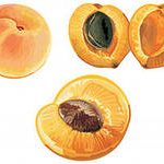 Семя персиков и абрикосов